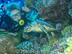 Meet a turtle, Bora Bora sony cybershot T5 by Marc Biehler 